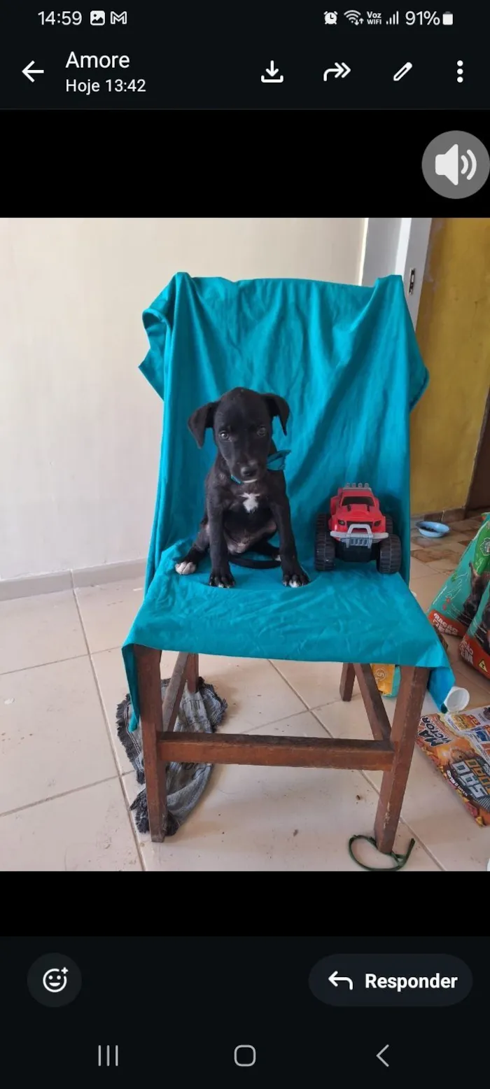 Cachorro raça SRD-ViraLata idade Abaixo de 2 meses nome Black 