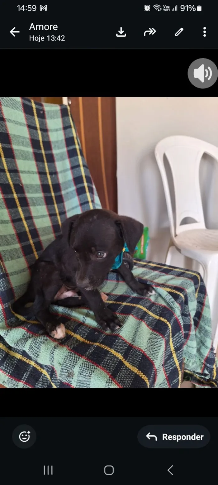 Cachorro raça SRD-ViraLata idade Abaixo de 2 meses nome Black 