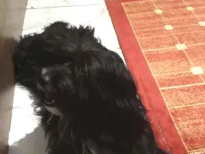 Cachorro raça Vira lata idade 2 anos nome Nino