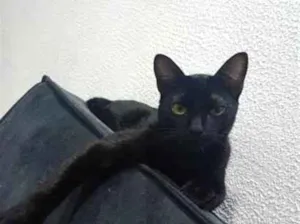 Gato raça SRD-ViraLata idade 7 a 11 meses nome koda