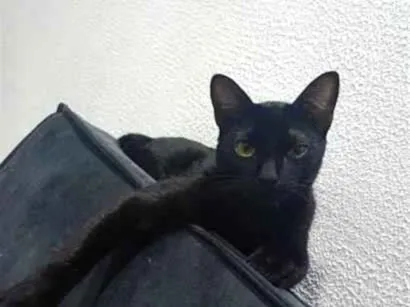 Gato raça SRD-ViraLata idade 7 a 11 meses nome koda