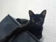 koda