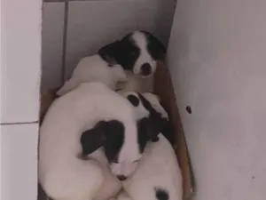 Cachorro raça SRD-ViraLata idade 2 a 6 meses nome Filhotes