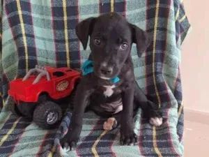 Cachorro raça SRD-ViraLata idade Abaixo de 2 meses nome Black 