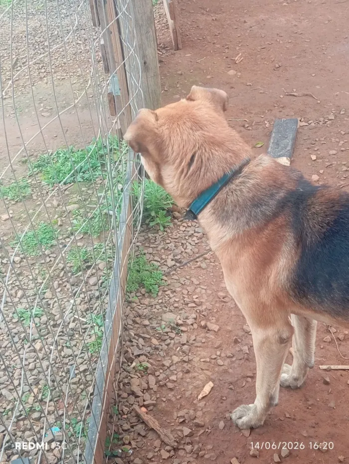 Cachorro raça Rottweiler idade 5 anos nome Adriene J Oliveira