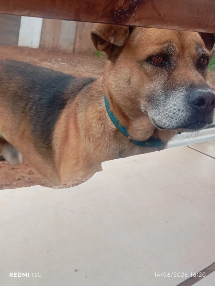 Cachorro raça Rottweiler idade 5 anos nome Adriene J Oliveira