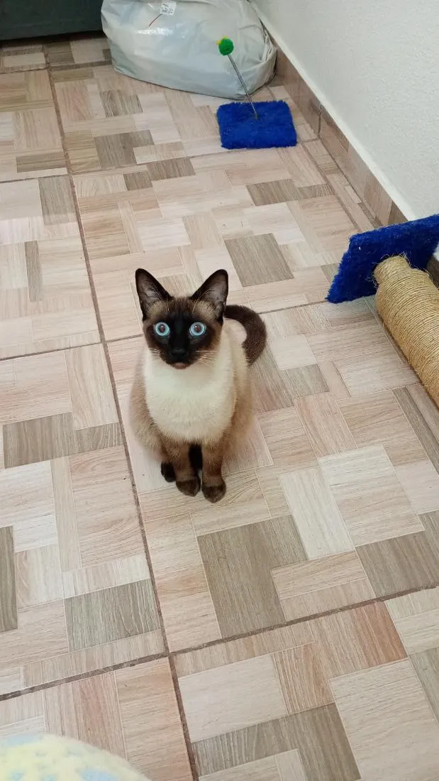 Gato raça Siamês idade 1 ano nome pipo