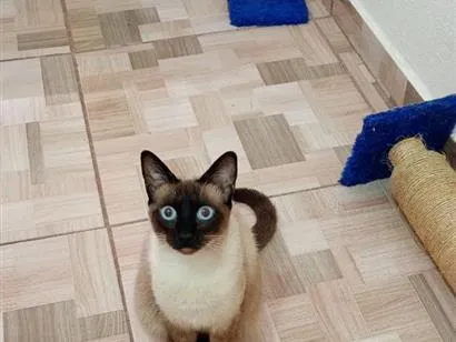 Gato raça Siamês idade 1 ano nome pipo