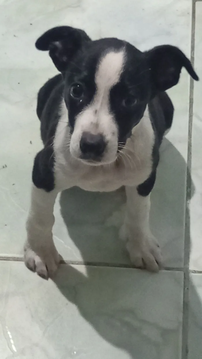 Cachorro raça SRD-ViraLata idade 2 a 6 meses nome vc pode escolher o nome 