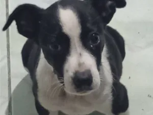 Cachorro raça SRD-ViraLata idade 2 a 6 meses nome vc pode escolher o nome 