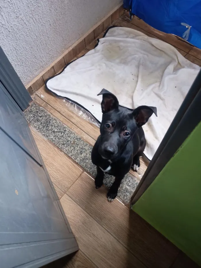 Cachorro raça SRD-ViraLata idade 2 a 6 meses nome Chitara 