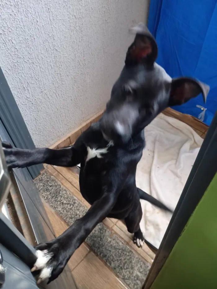 Cachorro raça SRD-ViraLata idade 2 a 6 meses nome Chitara 