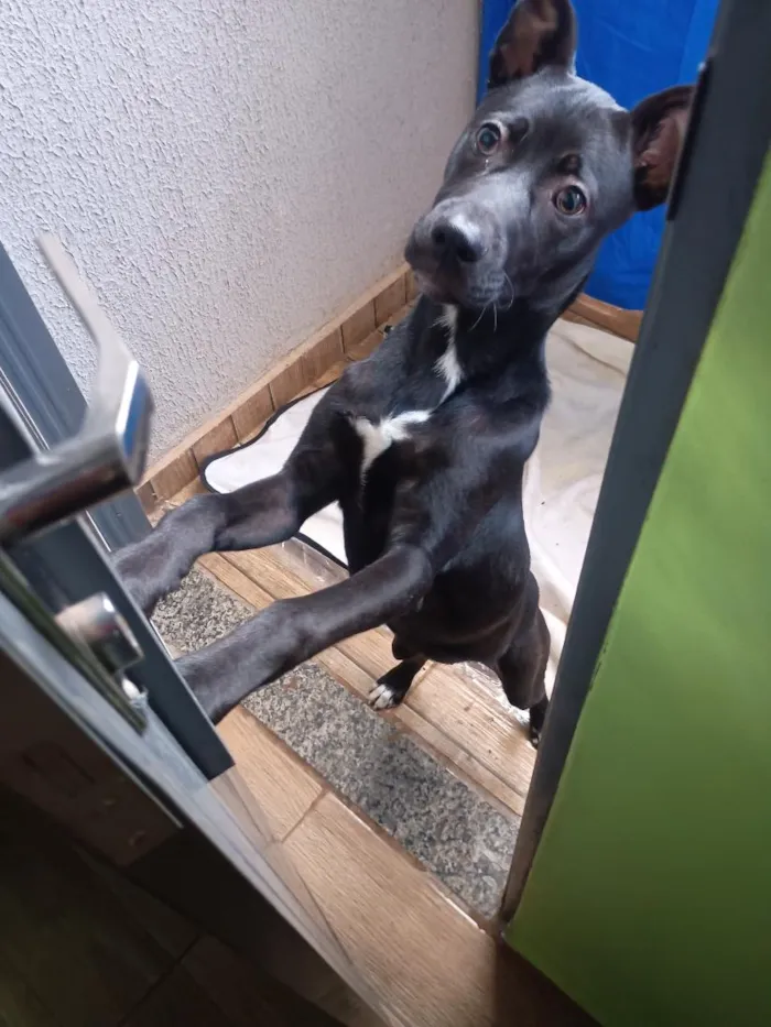 Cachorro raça SRD-ViraLata idade 2 a 6 meses nome Chitara 