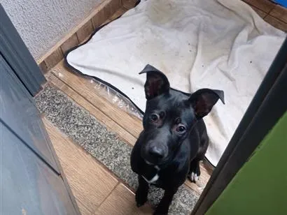 Cachorro raça SRD-ViraLata idade 2 a 6 meses nome Chitara 