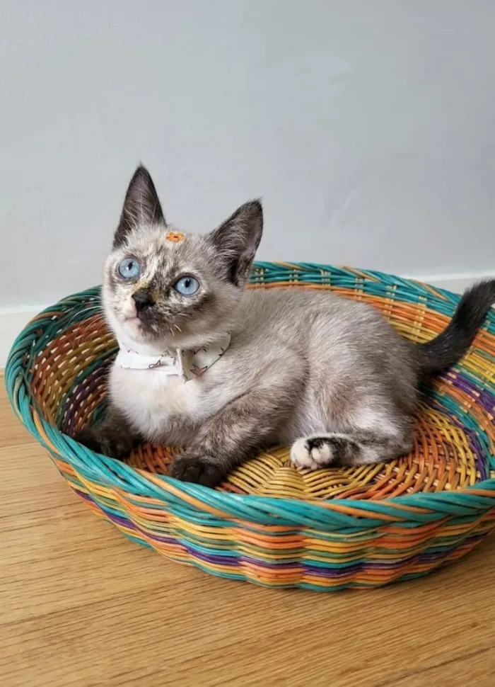 Gato raça SRD-ViraLata idade 2 a 6 meses nome Lana 