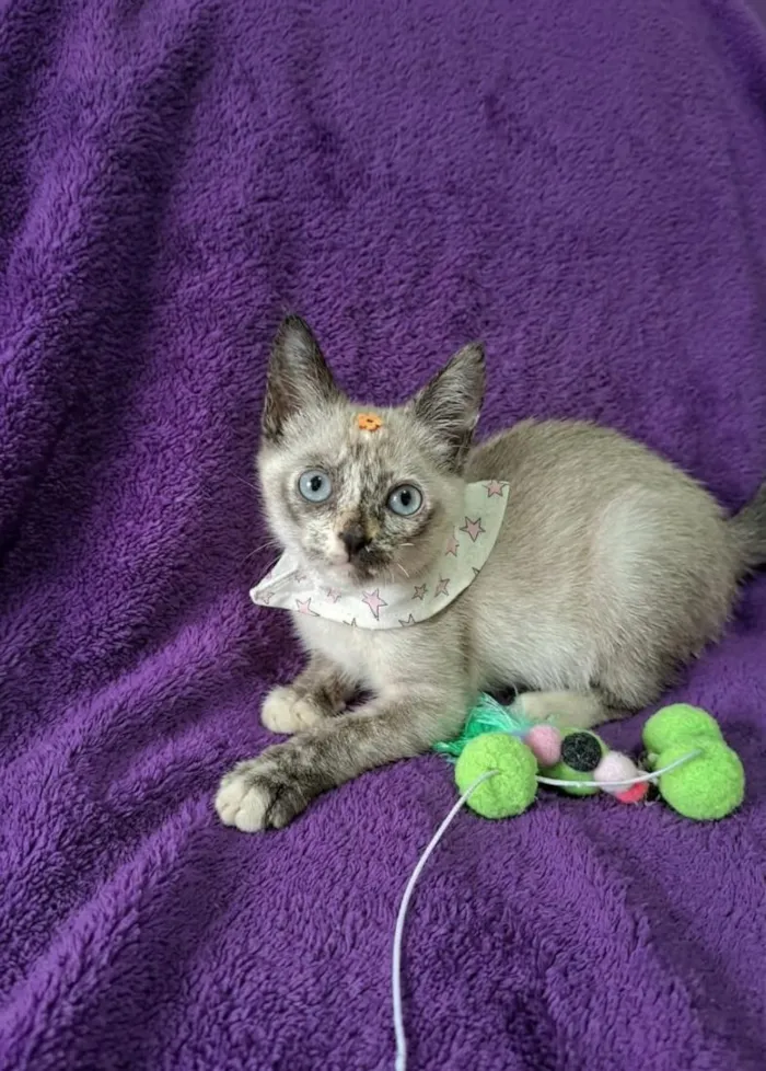 Gato raça SRD-ViraLata idade 2 a 6 meses nome Lana 