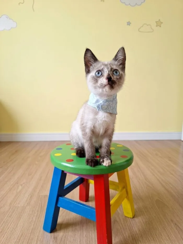 Gato raça SRD-ViraLata idade 2 a 6 meses nome Lana 