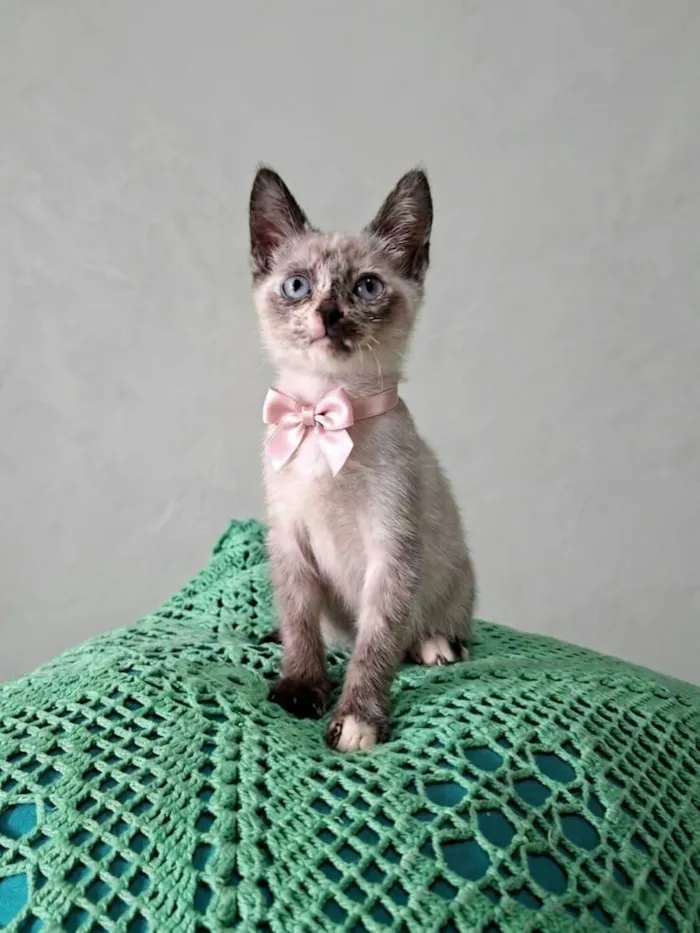 Gato raça SRD-ViraLata idade 2 a 6 meses nome Lana 