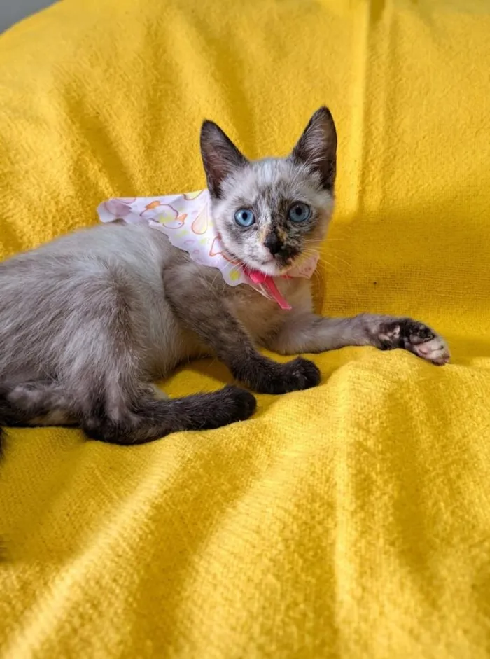 Gato raça SRD-ViraLata idade 2 a 6 meses nome Lana 