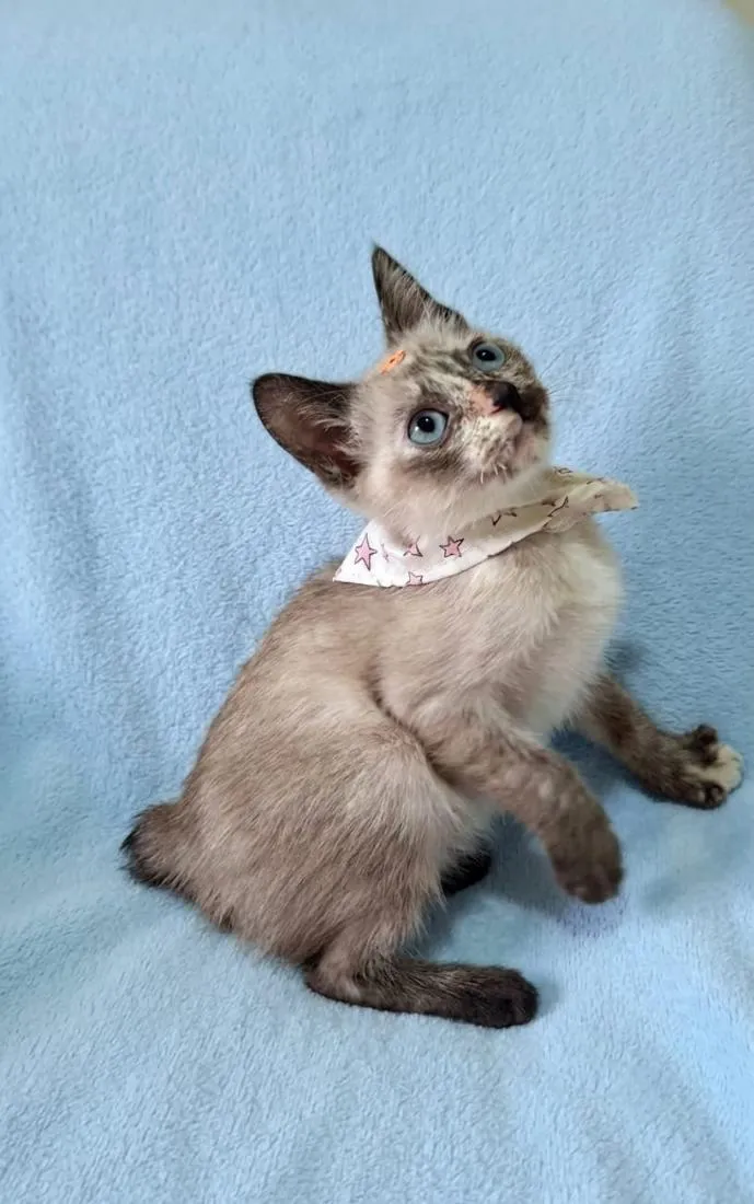 Gato raça SRD-ViraLata idade 2 a 6 meses nome Lana 