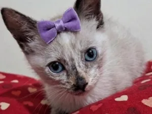 Gato raça SRD-ViraLata idade 2 a 6 meses nome Lana 