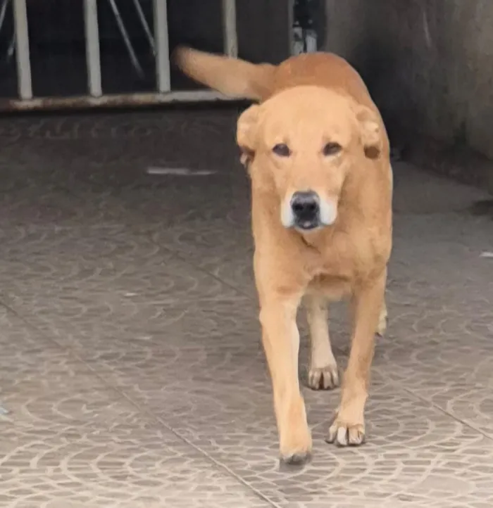 Cachorro raça SRD-ViraLata idade 2 a 6 meses nome Pulga