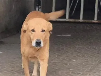 Cachorro raça SRD-ViraLata idade 2 a 6 meses nome Pulga