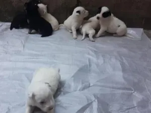 Gato raça SRD-ViraLata idade Abaixo de 2 meses nome nao tem nomes