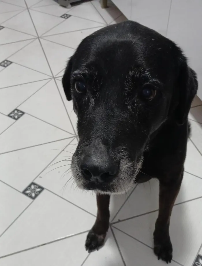 Cachorro raça Labrador idade 6 ou mais anos nome Tim