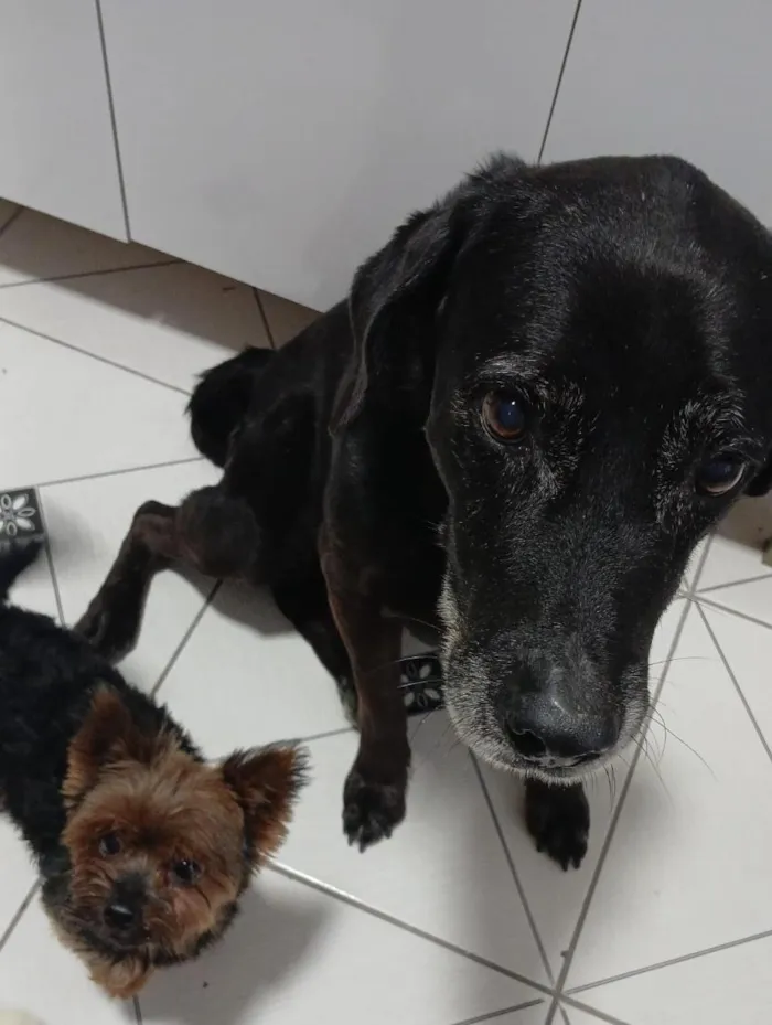 Cachorro raça Labrador idade 6 ou mais anos nome Tim