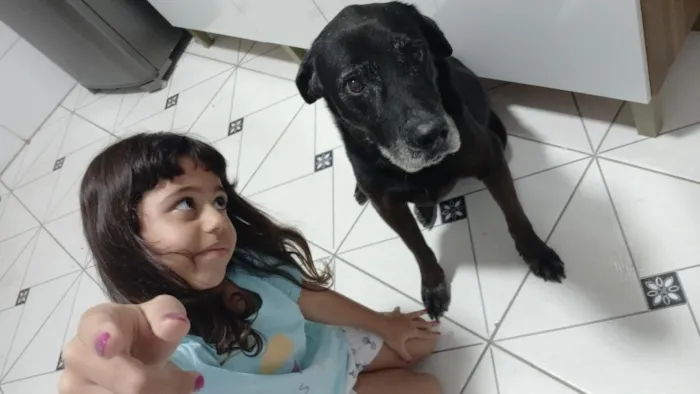 Cachorro raça Labrador idade 6 ou mais anos nome Tim