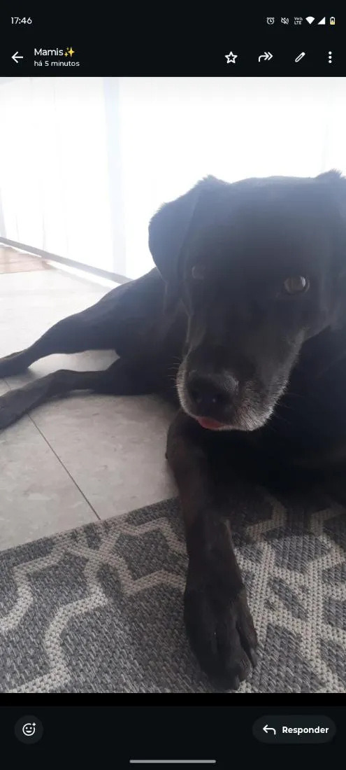 Cachorro raça Labrador idade 6 ou mais anos nome Tim
