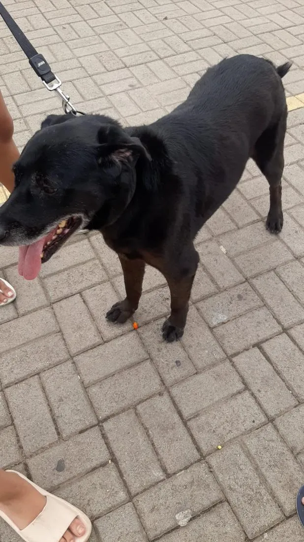 Cachorro raça Labrador idade 6 ou mais anos nome Tim