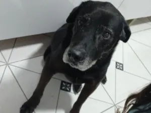Cachorro raça Labrador idade 6 ou mais anos nome Tim