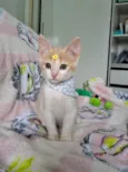 Lena 