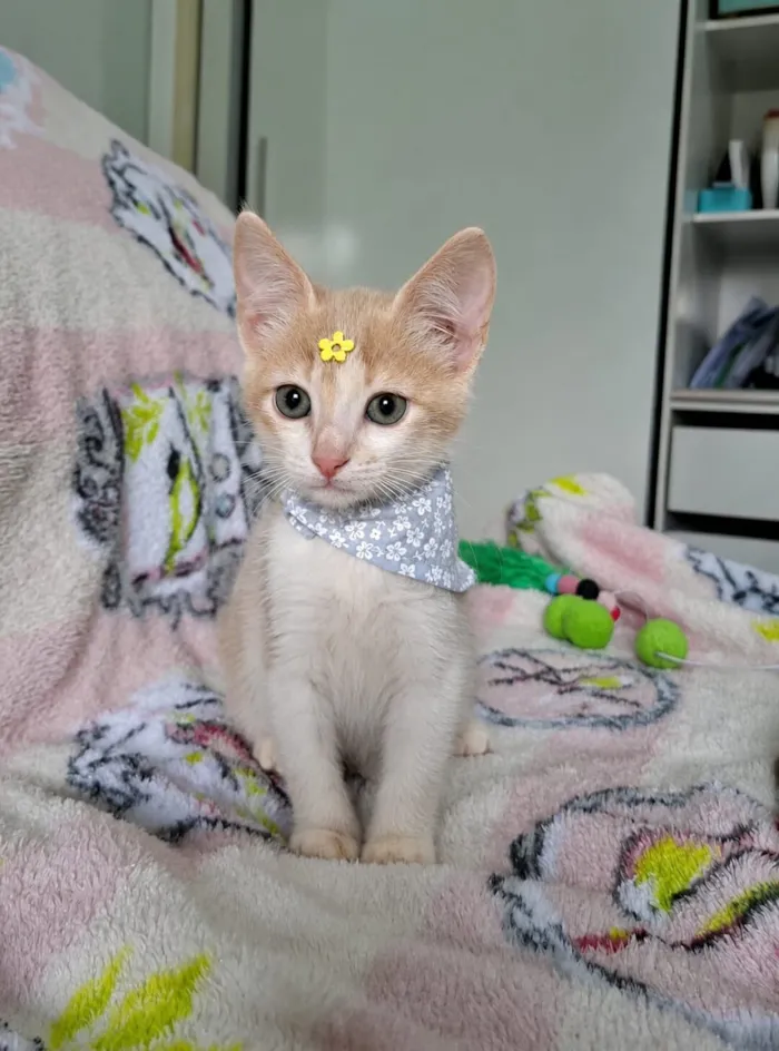 Gato raça SRD-ViraLata idade 2 a 6 meses nome Lena 