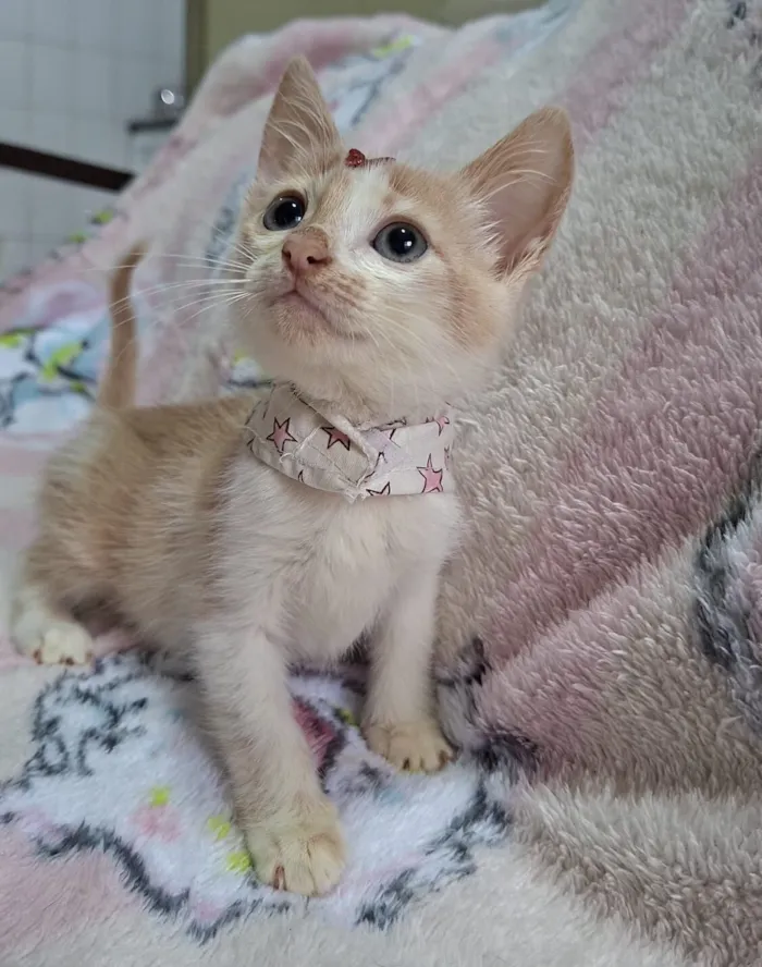 Gato raça SRD-ViraLata idade 2 a 6 meses nome Lena 
