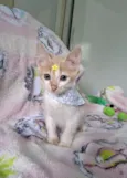 Lena 