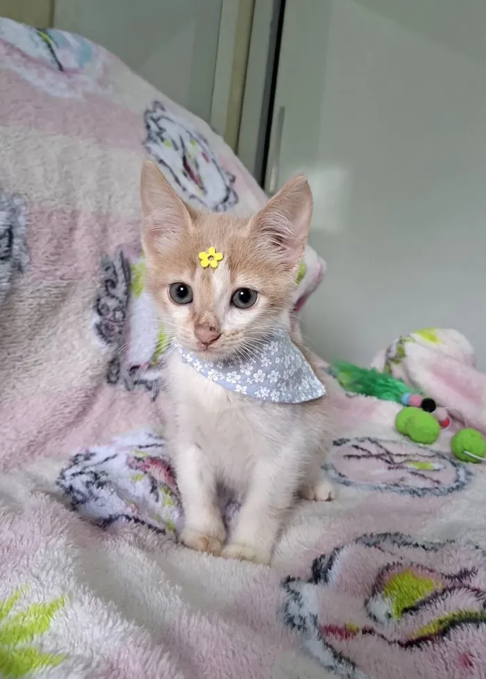 Gato raça SRD-ViraLata idade 2 a 6 meses nome Lena 