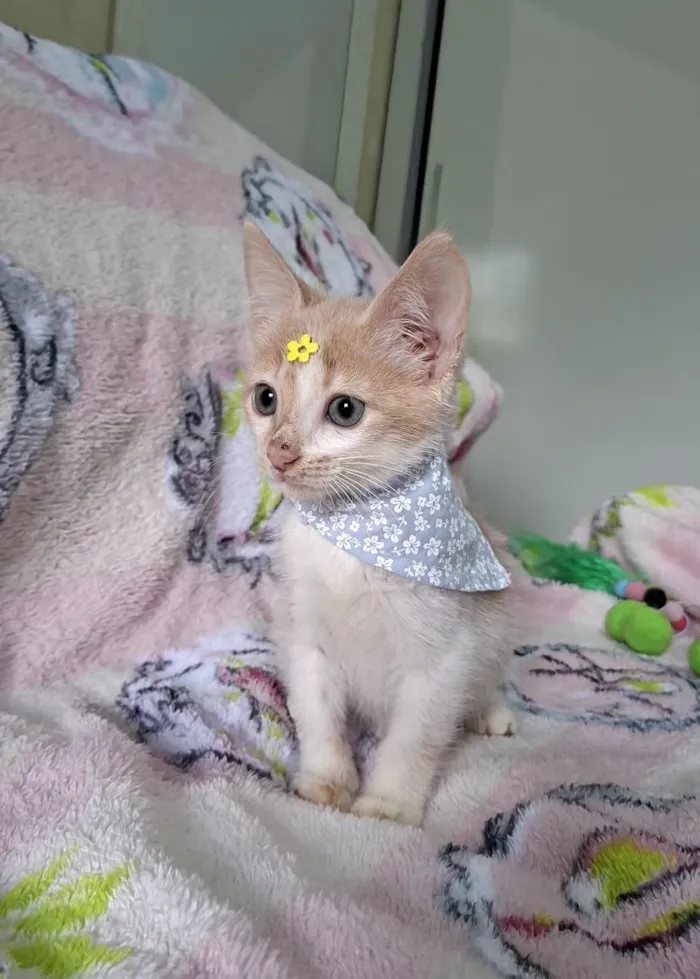Gato raça SRD-ViraLata idade 2 a 6 meses nome Lena 
