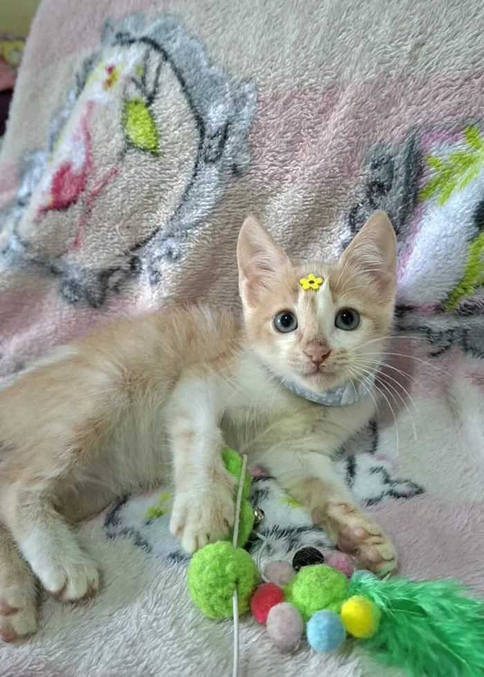 Gato raça SRD-ViraLata idade 2 a 6 meses nome Lena 