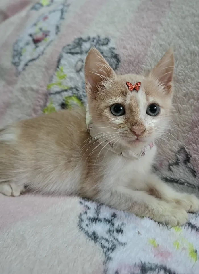 Gato raça SRD-ViraLata idade 2 a 6 meses nome Lena 