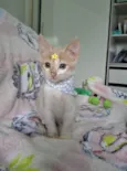 Lena 