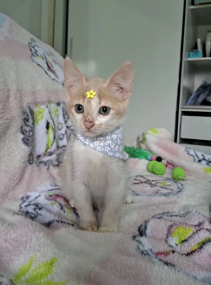 Gato raça SRD-ViraLata idade 2 a 6 meses nome Lena 