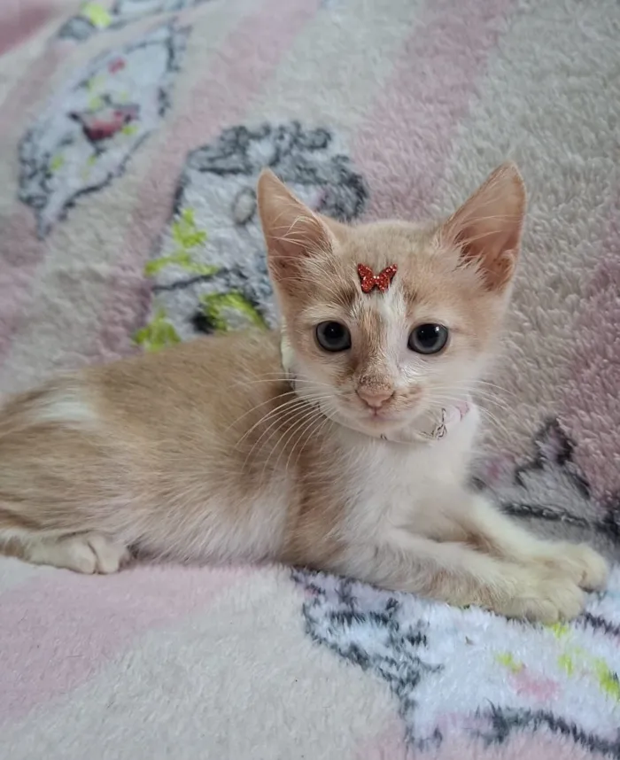 Gato raça SRD-ViraLata idade 2 a 6 meses nome Lena 