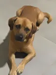 Caramelo