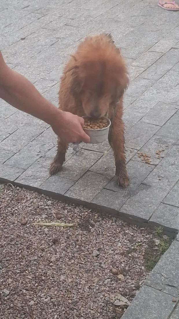 Cachorro raça SRD-ViraLata idade 3 anos nome não sei 
