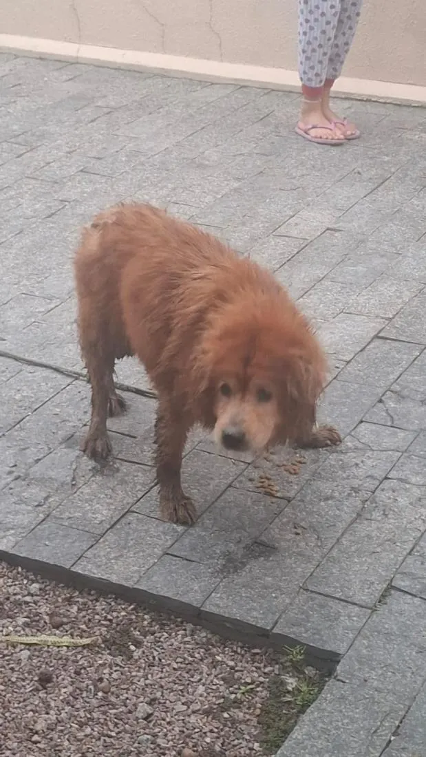 Cachorro raça SRD-ViraLata idade 3 anos nome não sei 