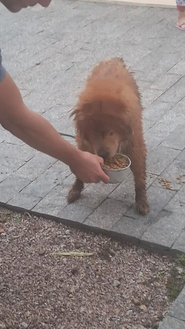 Cachorro raça SRD-ViraLata idade 3 anos nome não sei 