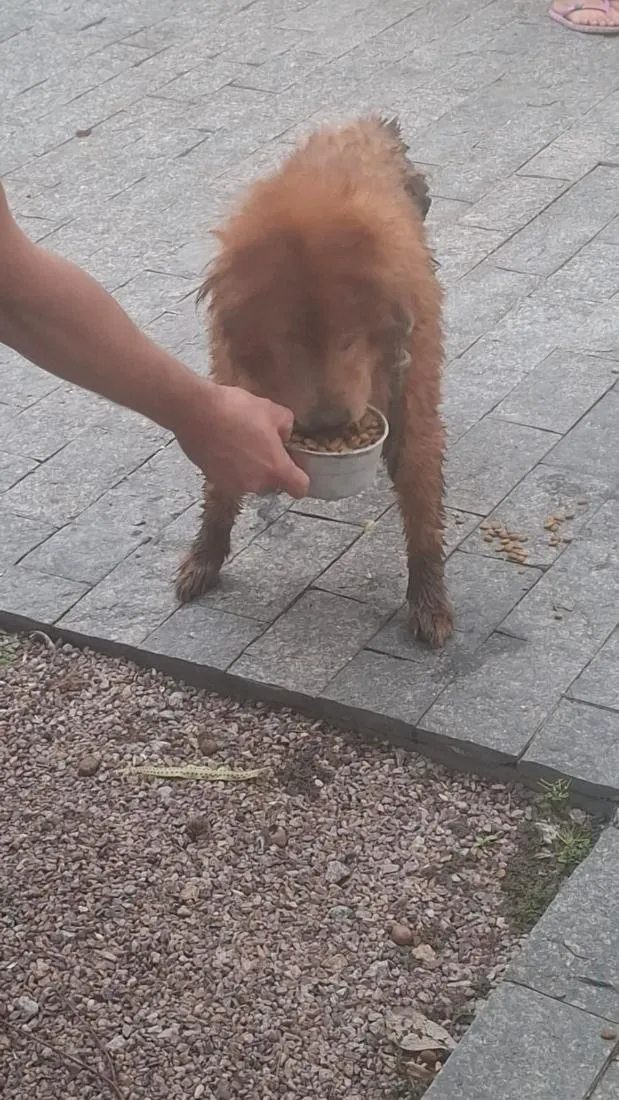 Cachorro raça SRD-ViraLata idade 3 anos nome não sei 
